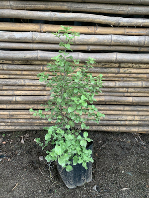 Pitosporo Nigricans - Pittosporum Nigricans (0.3-0.5 m)