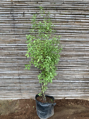 Pitosporo Nigricans - Pittosporum Nigricans (1.3-1.7m)