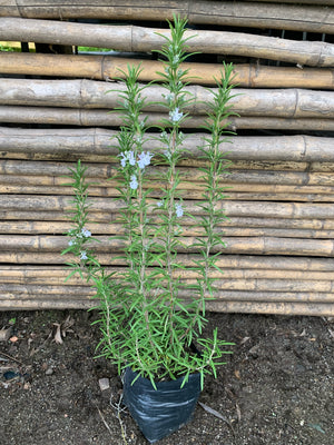 Romero Arbustivo - Romarius Officinalis (Blanco)