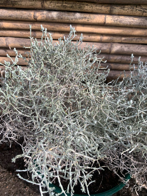Colchón de Plata - Leucophyta