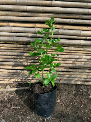 Coprosma Verde - Coprosma Baueri