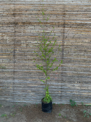 Liquidambar (1.8-2.3 m)