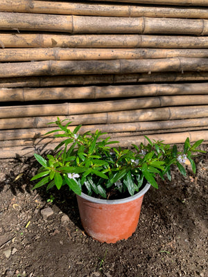 Verónica Colombiana - Cuphea Hyssopifolia (Blanca)