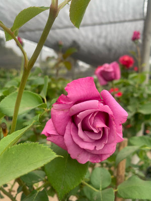 Rosa de Pie Alto - DIFERENTES COLORES