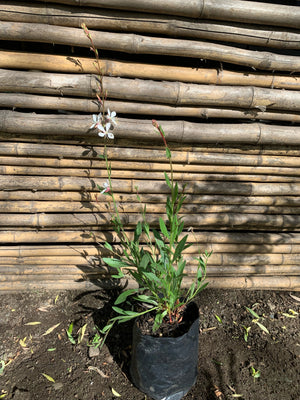 Gaura Blanca