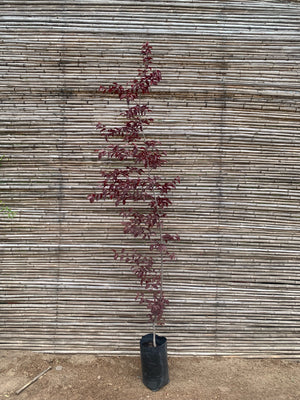Ciruelo De Flor