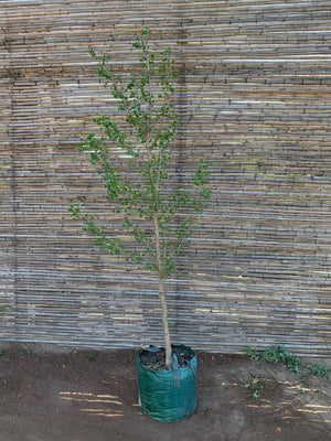 Ginkgo biloba (2.0-2.4m)