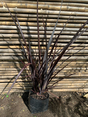 Pita Roja Enana - Phormium tenax atropurpurea Nana