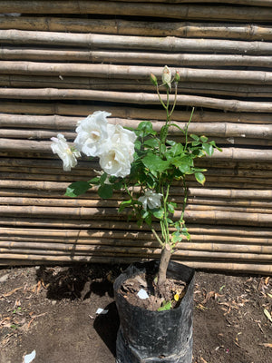 Rosa Iceberg (blanca)