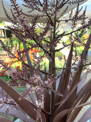 Dracena Roja - Cordyline australis astropurpurea