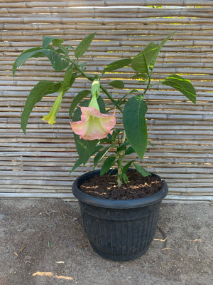 Floripondio - Brugmansia arborea
