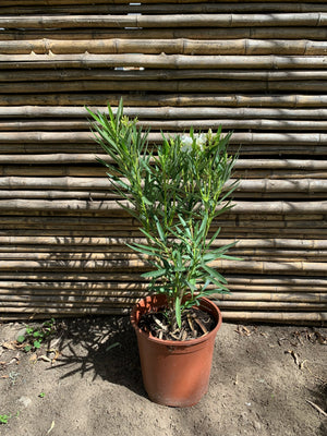 Laurel de Flor Enano (blanca) - Nerium olender (0.5-0.6m)