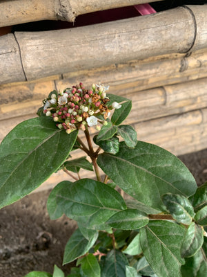 Laurentina - Viburnum tinus (0.4-0.6m)