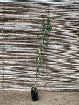 Pimiento - Schinus molle var. areira (2.0m)