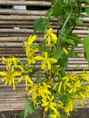 Senecio mikanoides o Senecio oloroso