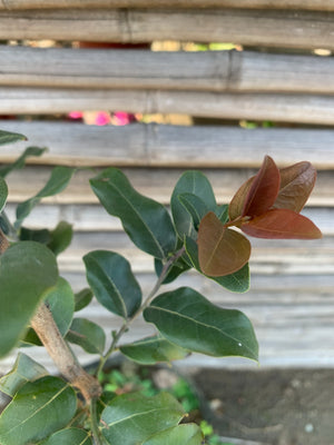Peumo - Cryptocarya alba (1.0-1.5 m)