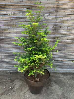 Abeto - Abies (1.0-1.2m)