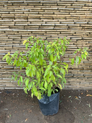 Alcanfor - Cinnamomum camphora (0.7 m)