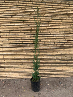 Ciprés Italiano ( ciprés piramidal o columnar ) - Cupressus sempervirens (1.9--2.2 m.)