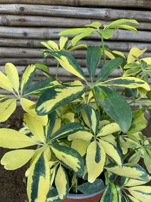 Cheflera - Schefflera arboricola (Variegada) (0.3-0.4m)