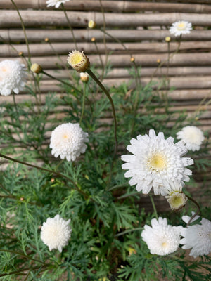Agerantemo (blanco)