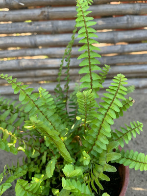 Helecho Peineta - Nephrolepis exaltata