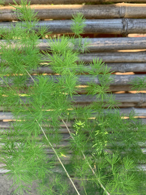 Helecho Ming - Asparagus macowanii 'Myriocladus'