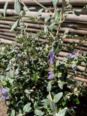 Trenium Glauca