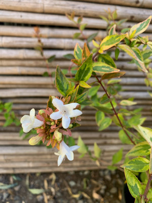 Abelia Compacta