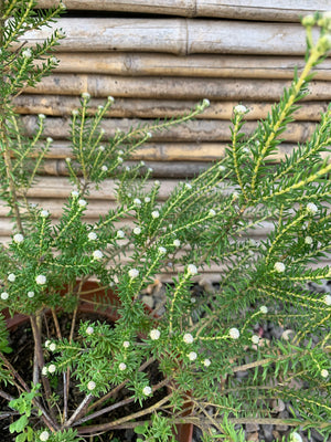 Philica - Phylica Ericoides