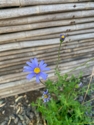 Agatea - Felicia Amelloides