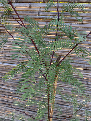Algarrobo chileno - Prosopis chilensis (1.2-1.4m)