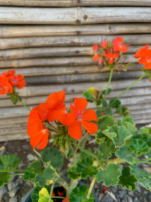 Cardenales - Geranium
