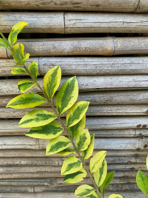 Ligustrina Variegada - Ligustrum sinense