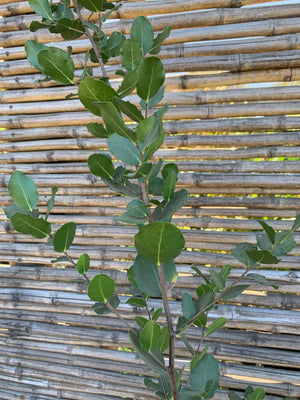 Quillay - Quillaja Saponaria (1.4-1.8 m)