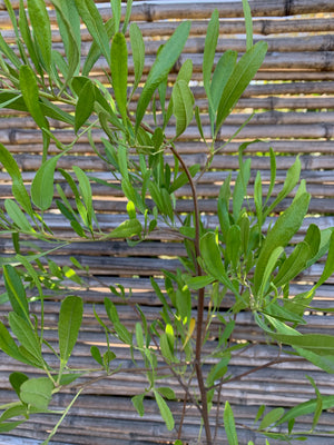 Stenocarpus Verde - Dodonaea Viscosa (2)
