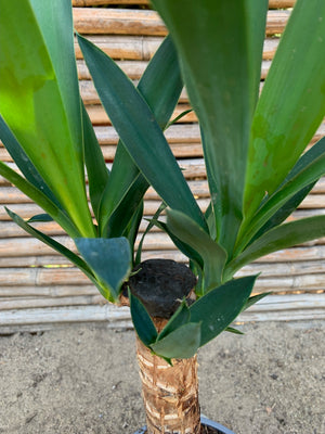 Yuca o Yucca (Pie alto)