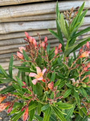 Laurel de Flor Enano - Nerium Oleander var. nana (0.2-0.3m)