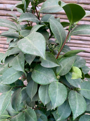 Camelia - Camelia Japónica (0.6-1m)