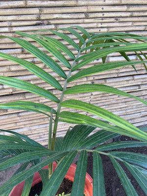 Kentia - Howea forsteriana (0.8m)