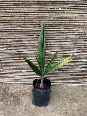 Palmera Cocos Plumosa - Syagrus romanzoffiana (0.6-0.7m)