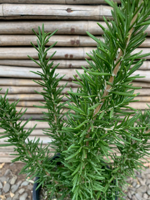 Romero Arbustivo (de comer)