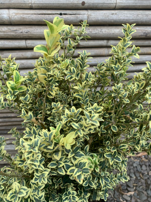 Boj Variegado - Buxus Sempervirens Variegata