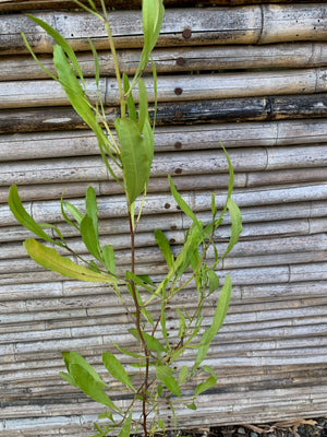 Stenocarpus Verde - Dodonaea Viscosa