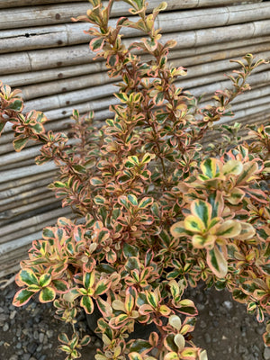 Coprosma Tequila (70 - 80 cm)