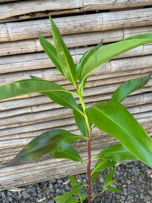 Miósporo Arbustivo - Myoporum laetum (0.6m)
