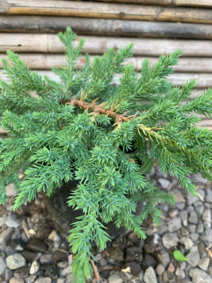 Junípero San José - Juníperus Squamata