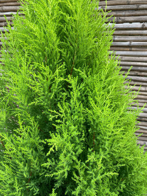 Ciprés Amarillo - Cedro Limón (ciprés aromático o ciprés limón) - Pino Aromático (1.4-1.7m)