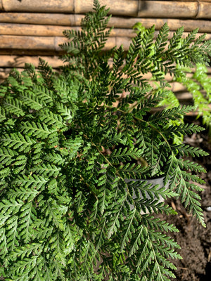 Helecho Paragua - Lophosoria Quadripinnata (1.2m)