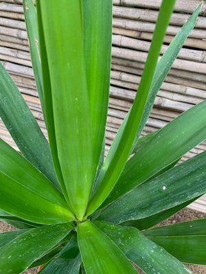 Yucca (0.8m)